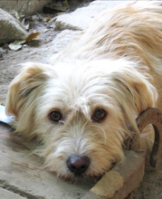 DEEA, Hund, Mischlingshund in Rumänien - Bild 1