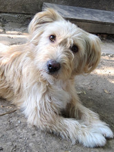 DEEA, Hund, Mischlingshund in Rumänien - Bild 2
