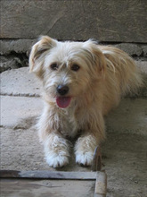 DEEA, Hund, Mischlingshund in Rumänien - Bild 3