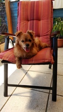 BENNY, Hund, Mischlingshund in Zornheim - Bild 4