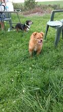 BENNY, Hund, Mischlingshund in Zornheim - Bild 5
