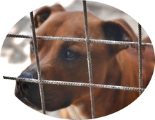 KIRALY, Hund, Staffordshire Bull Terrier-Mix in Ungarn - Bild 1