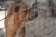 KIRALY, Hund, Staffordshire Bull Terrier-Mix in Ungarn - Bild 3