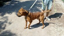 KIRALY, Hund, Staffordshire Bull Terrier-Mix in Ungarn - Bild 4