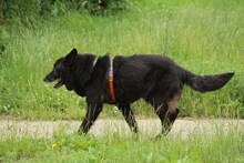 ROKI, Hund, Mischlingshund in Salzwedel - Bild 14