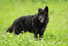 ROKI, Hund, Mischlingshund in Salzwedel - Bild 15