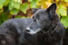 ROKI, Hund, Mischlingshund in Salzwedel - Bild 5
