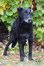 ROKI, Hund, Mischlingshund in Salzwedel - Bild 6