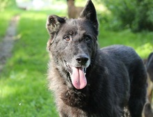 ROKI, Hund, Mischlingshund in Salzwedel - Bild 8