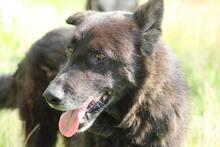 ROKI, Hund, Mischlingshund in Salzwedel - Bild 9