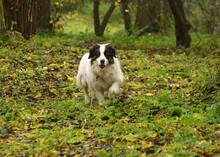 RONJA, Hund, Mischlingshund in Malente - Bild 11
