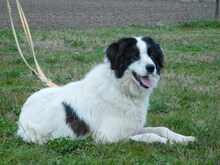 RONJA, Hund, Mischlingshund in Malente - Bild 2
