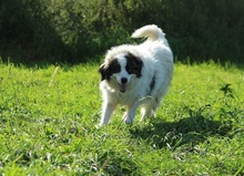RONJA, Hund, Mischlingshund in Malente - Bild 3