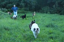 RONJA, Hund, Mischlingshund in Malente - Bild 5