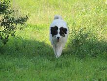 RONJA, Hund, Mischlingshund in Malente - Bild 7