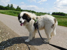 RONJA, Hund, Mischlingshund in Malente - Bild 8