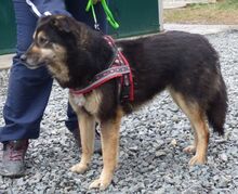 KIRA, Hund, Mischlingshund in Altdorf - Bild 4