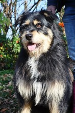 FLOKI, Hund, Mischlingshund in Ungarn