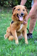 RALPH, Hund, Mischlingshund in Ungarn