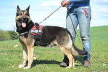 LUCAS, Hund, Deutscher Schäferhund in Ungarn