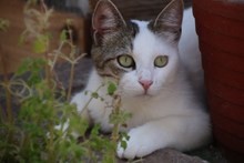 MARIUS, Katze, Europäisch Kurzhaar in Griechenland