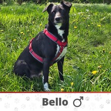 BELLO, Hund, Mischlingshund in Oldenburg