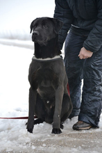 CIGANY, Hund, Labrador Retriever in Ungarn