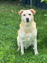 HEKTOR, Hund, Mischlingshund in Nordkirchen
