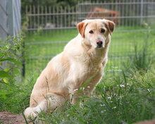 TESSA, Hund, Mischlingshund in Bad Karlshafen