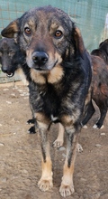 BENNI, Hund, Mischlingshund in Rumänien
