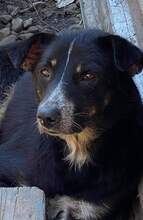 AARON, Hund, Mischlingshund in Rumänien