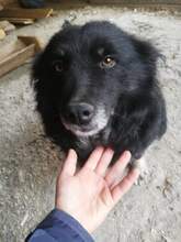 MYA, Hund, Mischlingshund in Rumänien