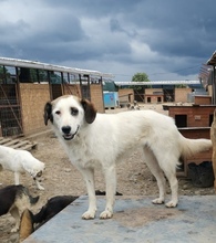 LINA, Hund, Mischlingshund in Rumänien