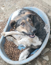 LISA, Hund, Mischlingshund in Rumänien