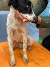 FILOU, Hund, Mischlingshund in Rumänien
