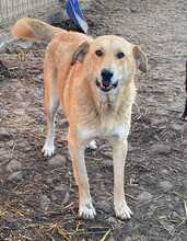 ISABELLA, Hund, Mischlingshund in Rumänien