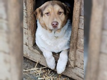 GOGO, Hund, Mischlingshund in Rumänien
