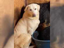 LUCA, Hund, Mischlingshund in Rumänien