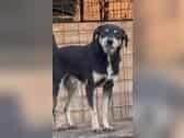 LINDO, Hund, Mischlingshund in Rumänien