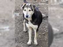 ROSA, Hund, Mischlingshund in Rumänien