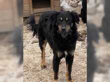 ASTOR, Hund, Mischlingshund in Rumänien