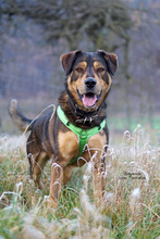 BAYMAX, Hund, Mischlingshund in Bad Karlshafen