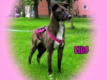 ELLI3, Hund, Mischlingshund in München