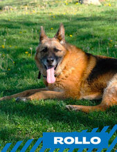 ROLLO, Hund, Deutscher Schäferhund in Bulgarien