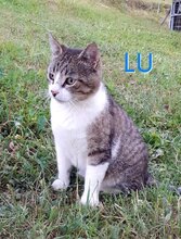 LU, Katze, Europäisch Kurzhaar in Langenhagen
