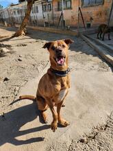 LEX, Hund, Mischlingshund in Spanien
