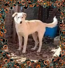 SCOOBY, Hund, Mischlingshund in Rumänien