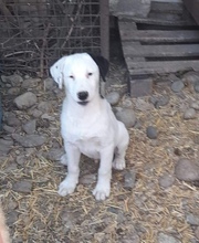 STROLCHI, Hund, Mischlingshund in Rumänien