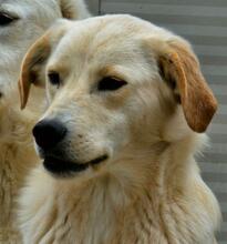MAX, Hund, Mischlingshund in Italien
