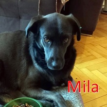 MILA, Hund, Mischlingshund in Lehrte